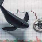 Whales investors